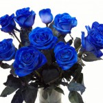 Роза - " Синего цвета "   от 170.00 руб.