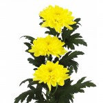 Хризантема одноголовая "Зембла" желтая
от 160.00руб.