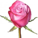 Роза-"Дип-пёпл" от 130.00 руб.