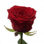Роза-" Гран при "от  130.00 руб.