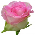 Роза-" Малибу " от 130.00 руб.