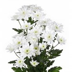 Хризантема кустовая "Балтика" белая
от 150.00руб.