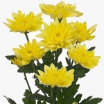 Хризантема кустовая "Балтика" желтая
от 150.00руб.