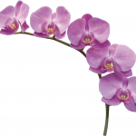 Орхидея от  2.500.00 руб.
