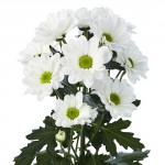 Хризантема кустовая -"Бакарди" белая
от 150.00руб.