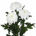 Хризантема одноголовая "Зембла" белая
от 160.00руб.