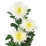 Хризантема одноголовая "Анастасия" белая
от 160.00руб.