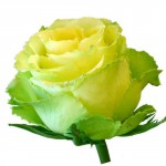 Роза-"Лимбо"от  130.00 руб.