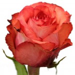 Роза-"Игуана"  от  130.00 руб.