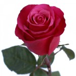 Роза-" Черри " от 130.00 руб.