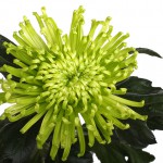 Хризантема одноголовая "Анастасия " зелёная  от 160.00 руб.