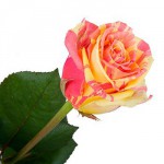 Роза-" Фиеста" от  130.00 руб.