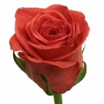 Роза-" Мови Стар " от 130.00 руб.