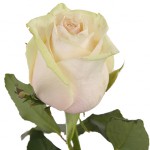 Роза-"Талеа" от  130.00 руб.